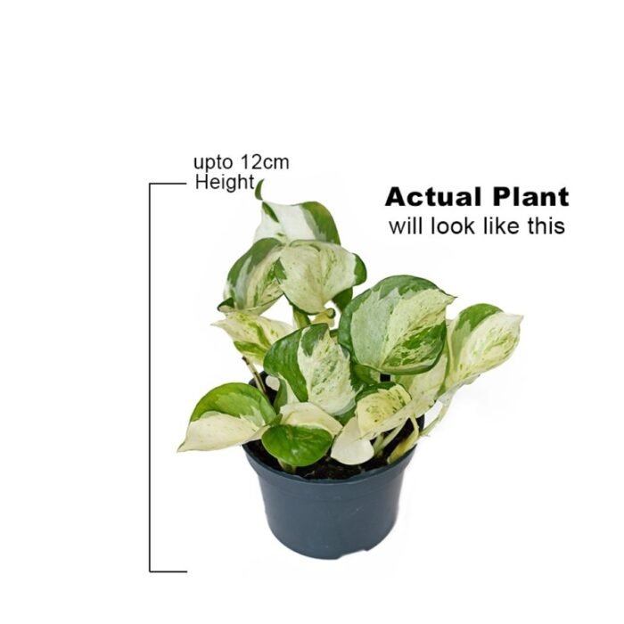 Money Plant / Pothos Combo of 6 - Image 2