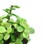 Jade Variegated - Image 2