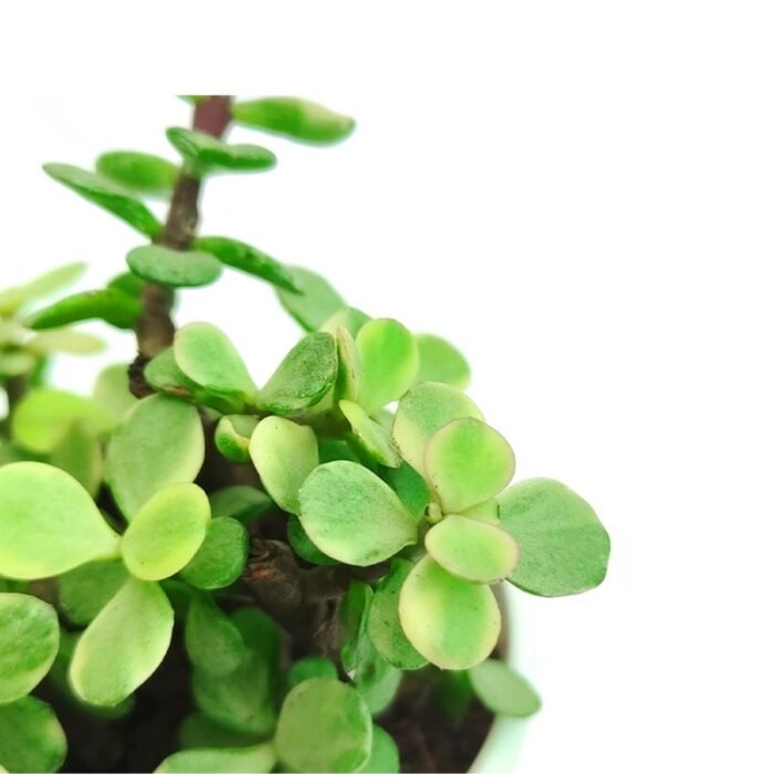 Jade Variegated - Image 2