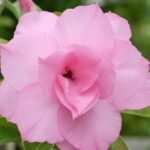 Adenium Priyanka Grafted (Triple Petal Soft Pink)