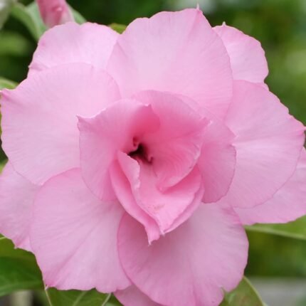Adenium Priyanka Grafted (Triple Petal Soft Pink)