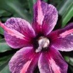 Adenium Aishwarya Grafted (Triple Petal Hot Violet)