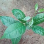 Garlic Vine Mansoa Alliacea Purple Flower Climber (Sapling) - Image 2