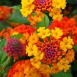 Lantana Mix Colour Plant