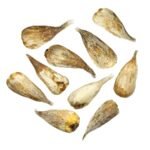 Freesia Bulb (Mix color) - Image 5