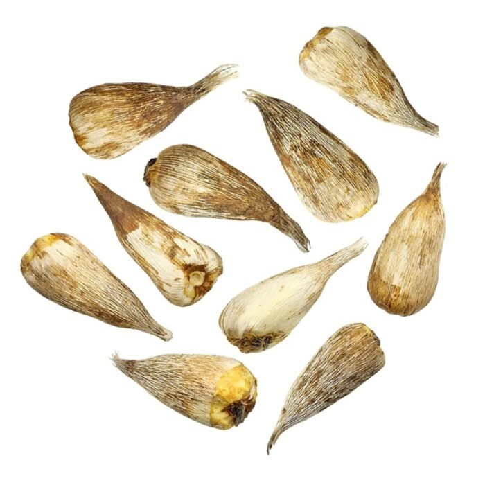 Freesia Bulb (Mix color) - Image 5