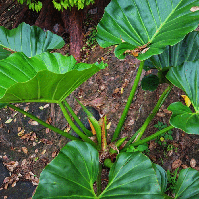 Philodendron Giganteum Plant - Image 2