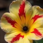 Adenium Minakshi Grafted (Single Petal light yellow red)