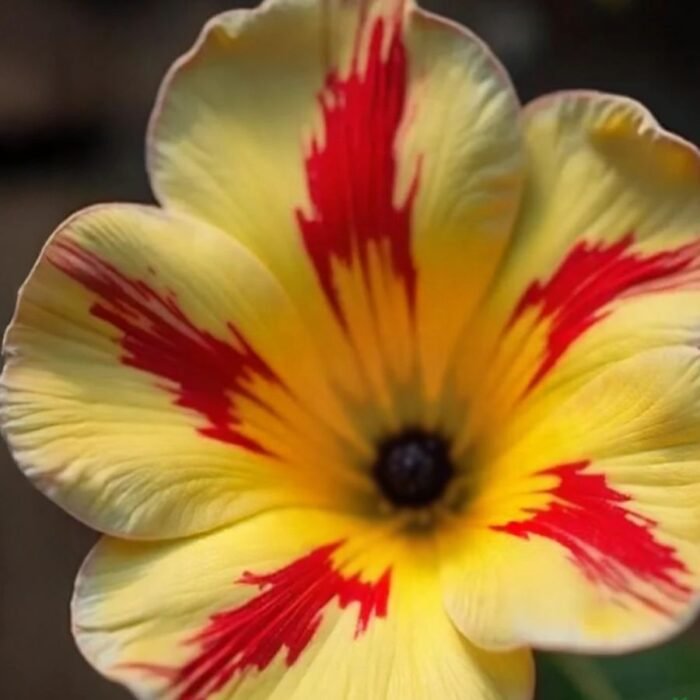 Adenium Minakshi Grafted (Single Petal light yellow red) - Image 1