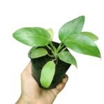 Philodendron Plant (Combo of 4) - Image 3
