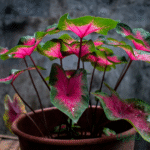 Caladium Bleeding Heart Bulbs - Image 2