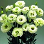 Lisianthus / Eustoma / Nandini Flower Plant (Sapling) Any color (1pcs) - Image 3
