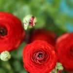 Red Ranunculus Flower Bulb
