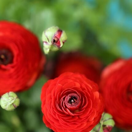 Red Ranunculus Flower Bulb