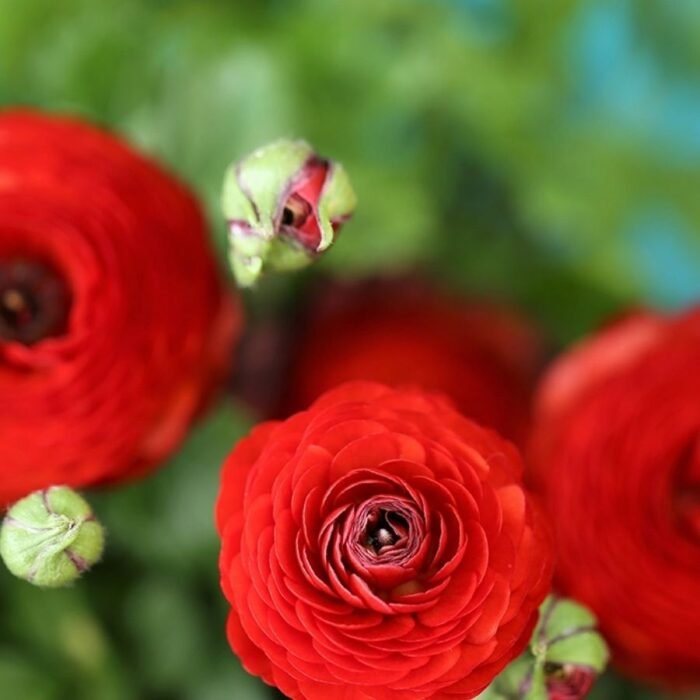 Red Ranunculus Flower Bulb - Image 1
