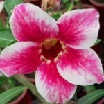 Adenium Savitri Grafted (Single Petal Red White)