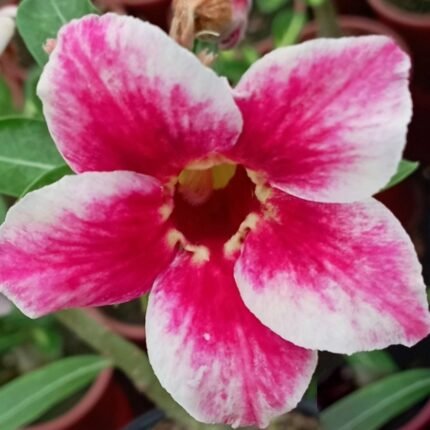 Adenium Savitri Grafted (Single Petal Red White)