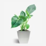 Philodendron Birkin Plant
