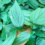 Philodendron Colombia Silver (Sapling) - Image 2