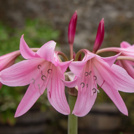 Pink Crinum Lily Color Bulb (Big Size)