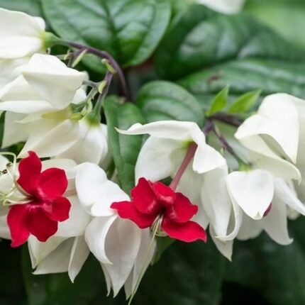 Bleeding Heart Vine Plant(Mix colour)