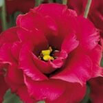 Lisianthus / Eustoma / Nandini Flower Plant (Sapling) Any color (1pcs) - Image 4