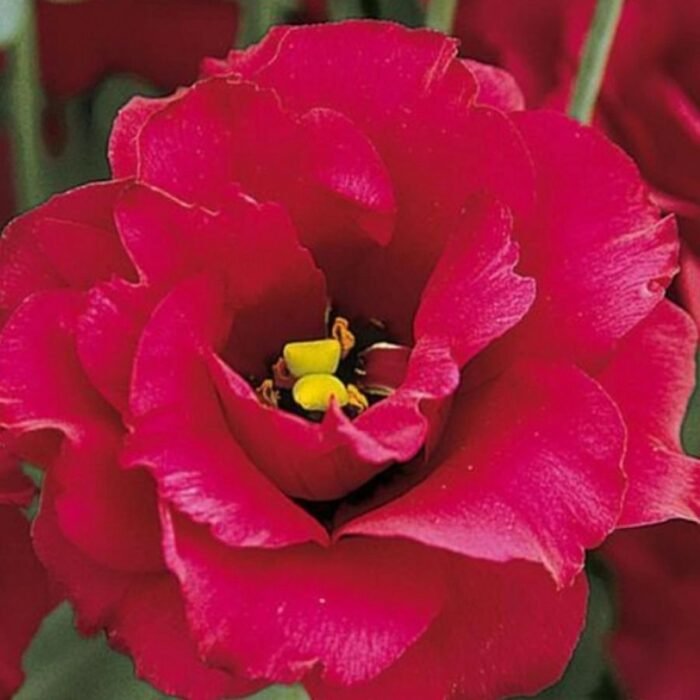 Lisianthus / Eustoma / Nandini Flower Plant (Sapling) Any color (1pcs) - Image 4