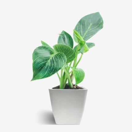 Philodendron Birkin Plant