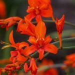 Tritonia Bulb (Mix color)