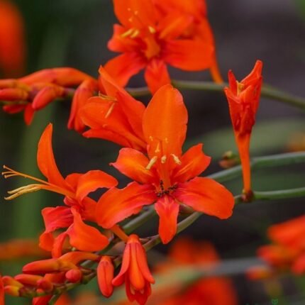 Tritonia Bulb (Mix color)
