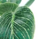 Philodendron Birkin Plant - Image 2