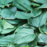 Philodendron Colombia Silver (Sapling)