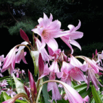 Pink Crinum Lily Color Bulb (Big Size) - Image 2