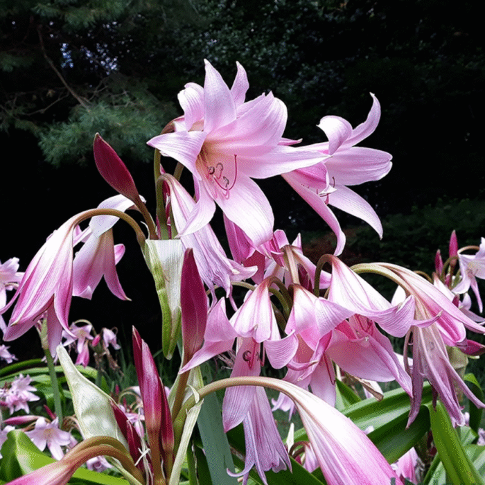 Pink Crinum Lily Color Bulb (Big Size) - Image 2