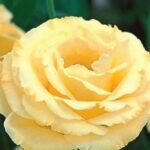 Lisianthus / Eustoma / Nandini Flower Plant (Sapling) Any color (1pcs) - Image 5