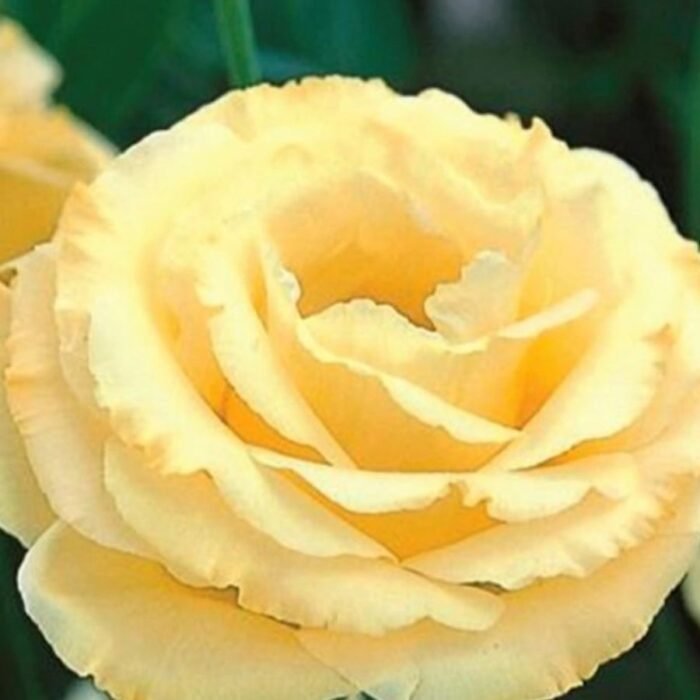 Lisianthus / Eustoma / Nandini Flower Plant (Sapling) Any color (1pcs) - Image 5