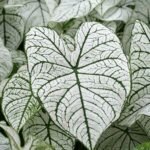 Caladium White Christmas Bulb