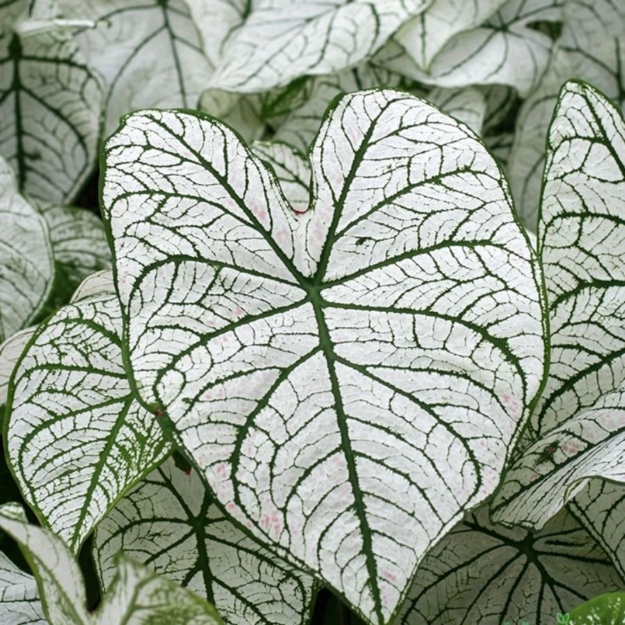 42 Caladium White Christmas Bulb - Image 1