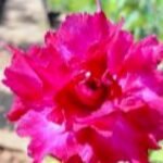 Adenium Kareena Grafted (Triple Petal Pink Shine)
