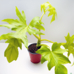 Philodendron Golden Selloum Sapling