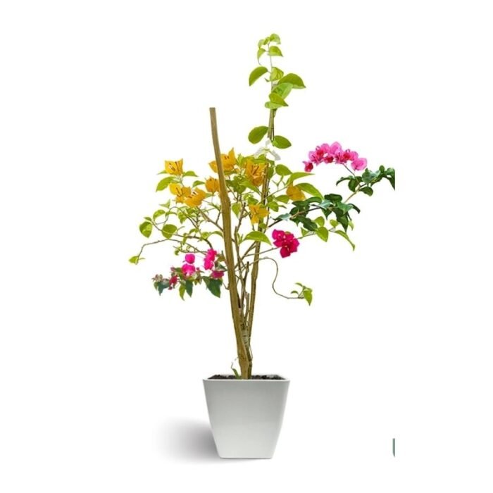 Jade Plant /Elephant Bush - Image 1