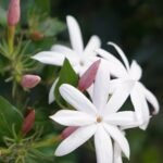 Kunda / Downy Jasmine Plant (Sapling)