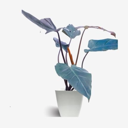 Philodendron Black Cardinal