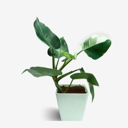 Philodendron White Wizard – Variegated