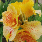 Yellow Canna Lily Bulbs
