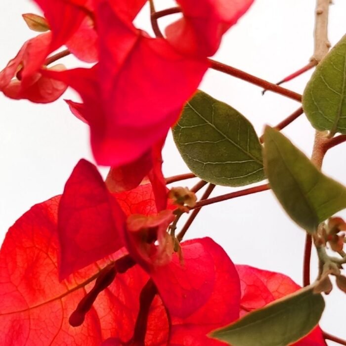 Jade Plant /Elephant Bush - Image 3