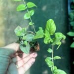 Kunda / Downy Jasmine Plant (Sapling) - Image 2