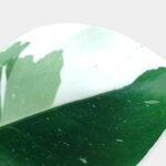 Philodendron White Wizard – Variegated - Image 2