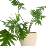 Philodendron Green Selloum Sapling