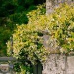 Kunda / Downy Jasmine Plant (Sapling) - Image 3